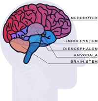 What Movement Does For Your Brain