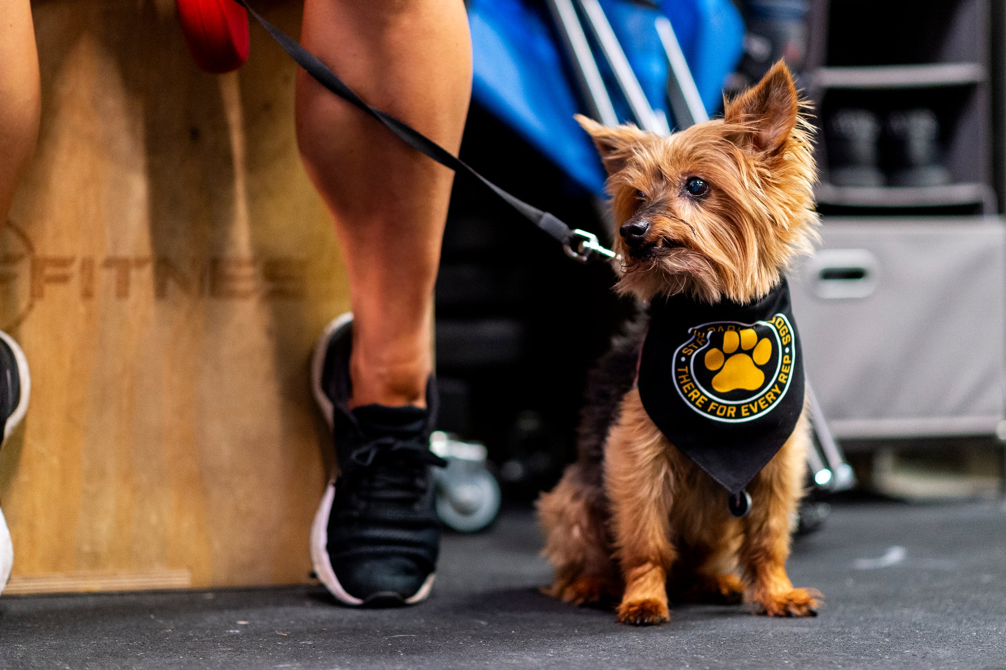 Street Parking Dog Bandana - Street Parking